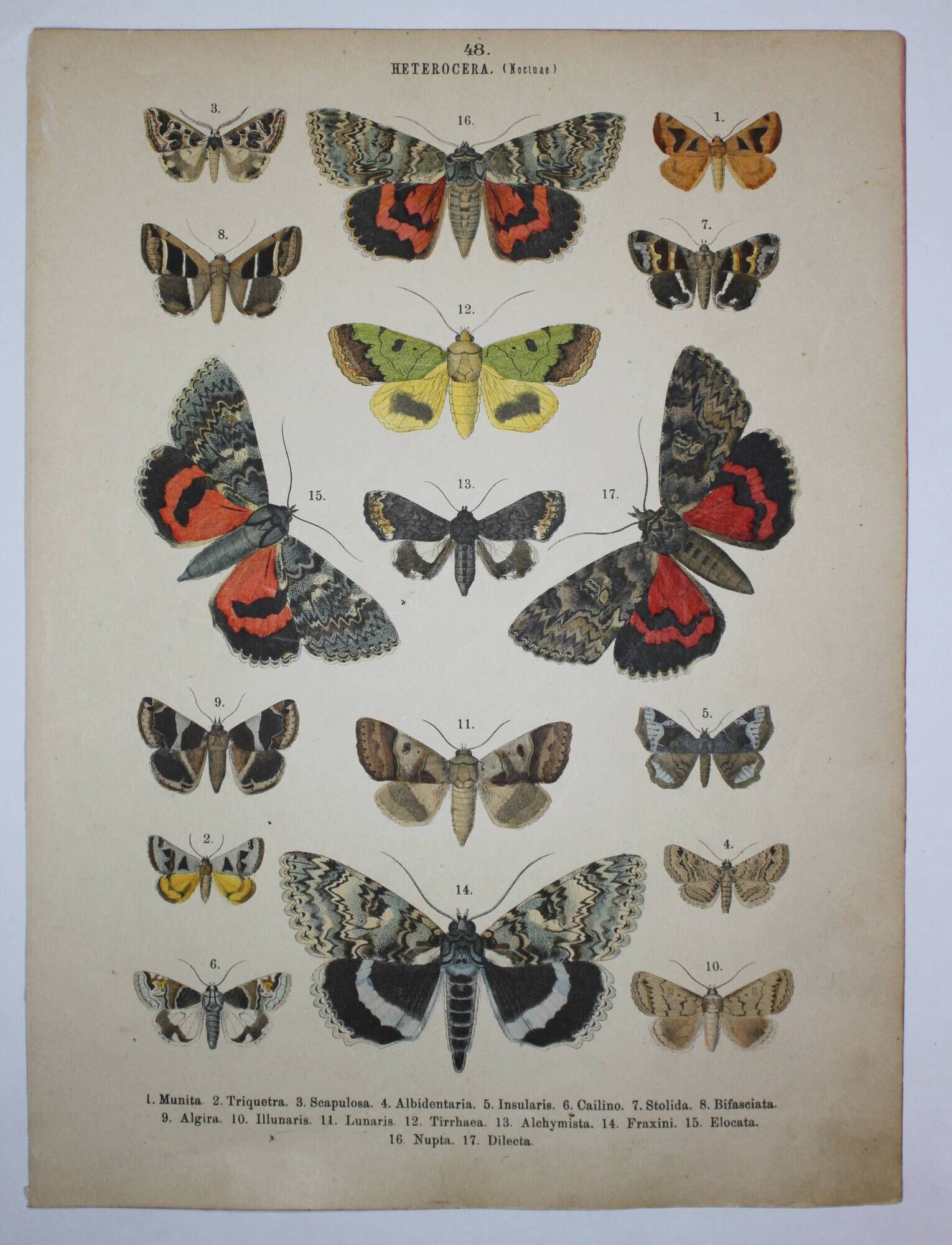 Old engraving of Butterflies - Lithograph from 1887 - Munita - Entomological illustration