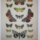 Old engraving of Butterflies - Lithograph from 1887 - Munita - Entomological illustration