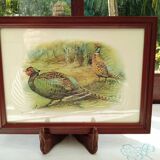 Painting pheasants