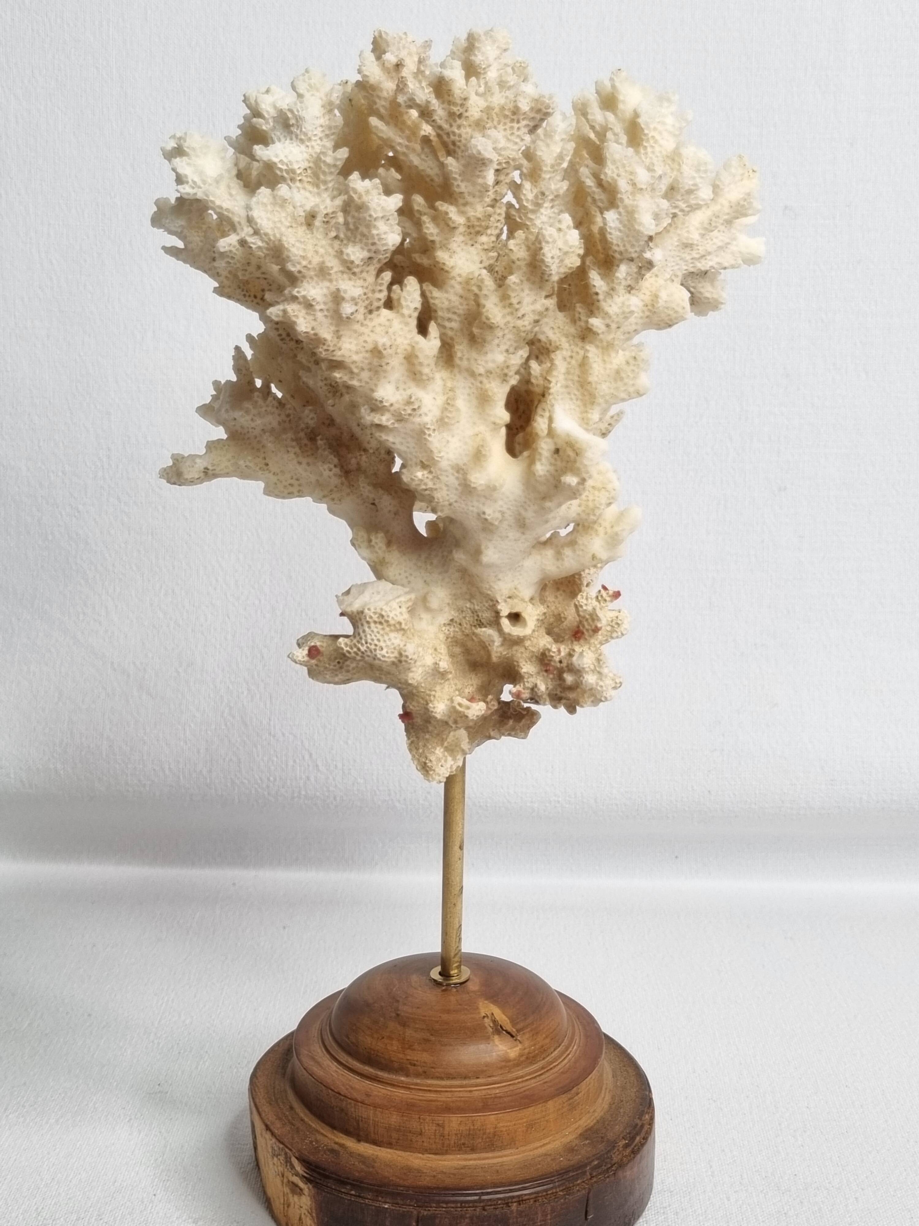 Antique ornamental coral Acropora on solid wood base, 21 cm