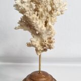 Ancien corail ornemental Acropora sur socle en bois massif, 21 cm