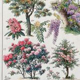 Illustration Millot "ornamental tree gardens"