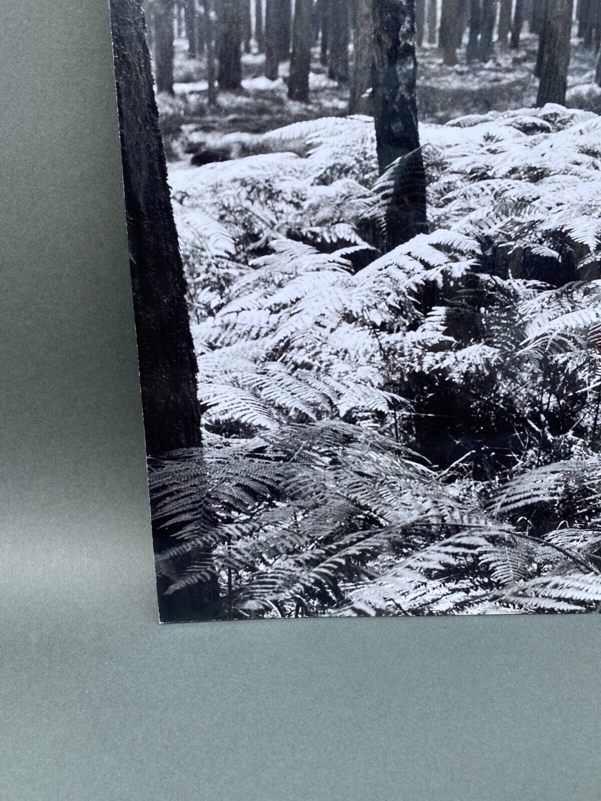 Silver gelatin photograph by Bernard Darot, 20th century, AFIAP Photo Club Nantais, in the forest