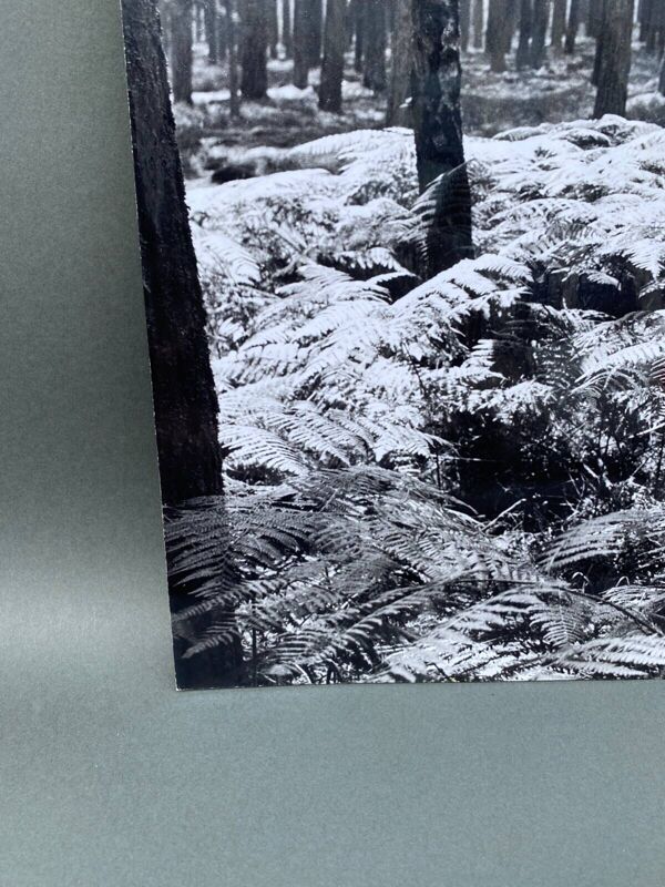 Photo argentique Bernard Darot XXe AFIAP Photo Club Nantais En Forêt