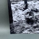 Silver gelatin photograph by Bernard Darot, 20th century, AFIAP Photo Club Nantais, in the forest