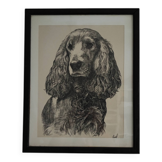 Antique and beautiful drawing of a cocker spaniel with signed frame