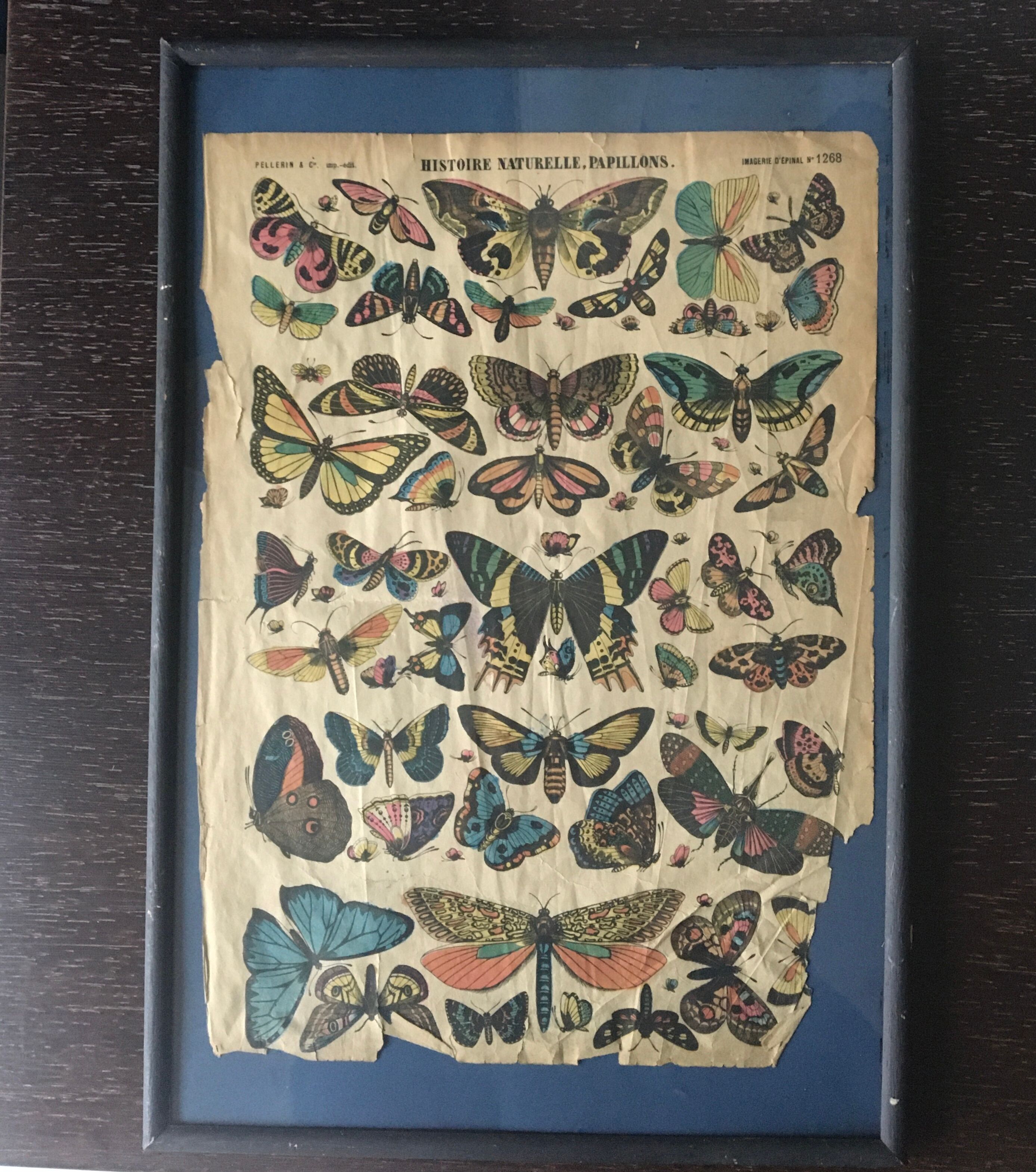 Framed botanical plank, 1900