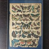 Framed botanical plank, 1900