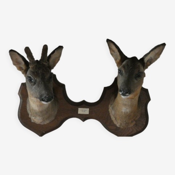 Trophy 2 heads united on male and female roe deer badge