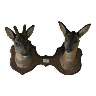 Trophy 2 heads united on male and female roe deer badge