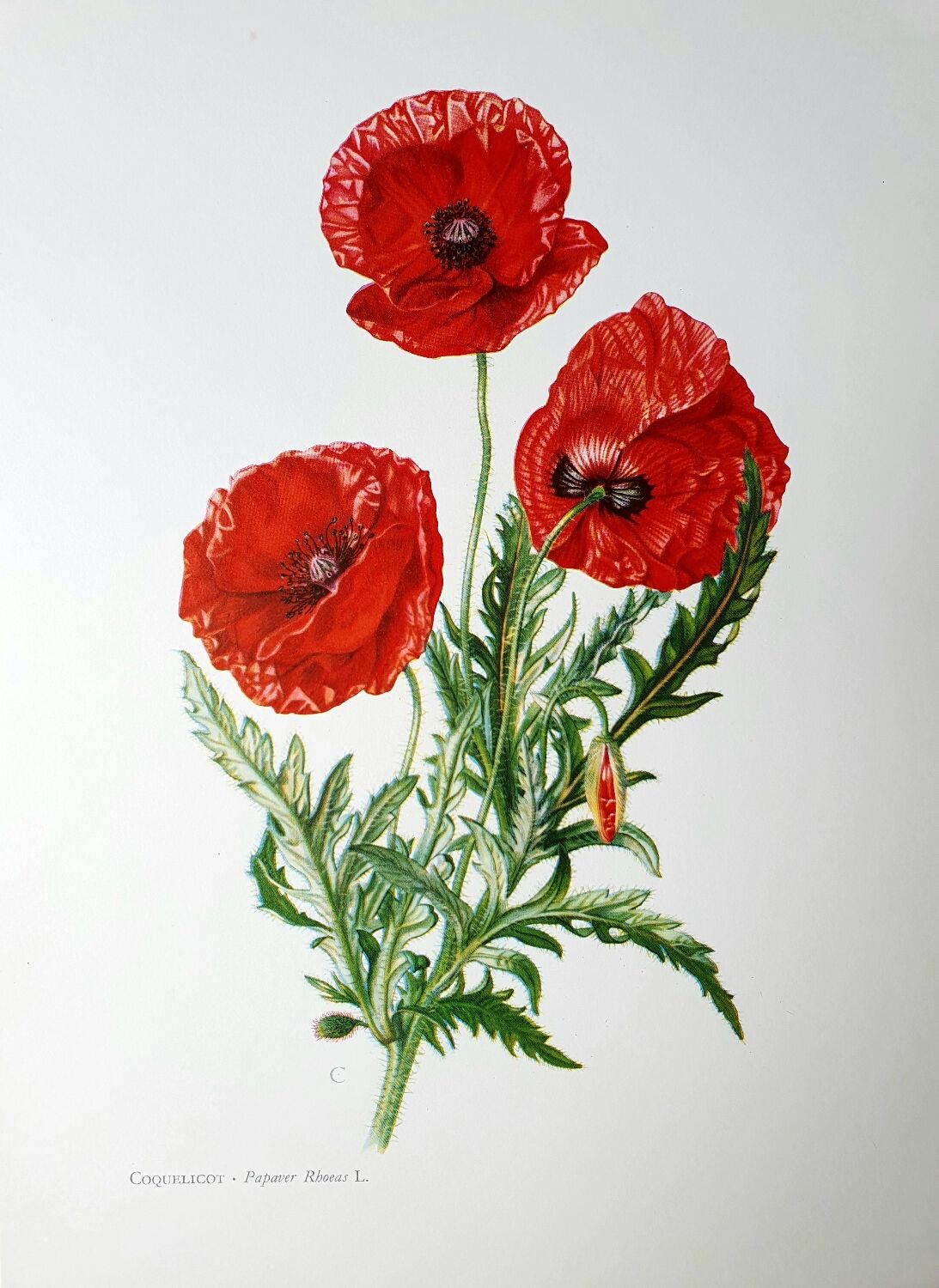 Poppy botanical board