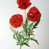 Poppy botanical board