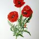 Poppy botanical board