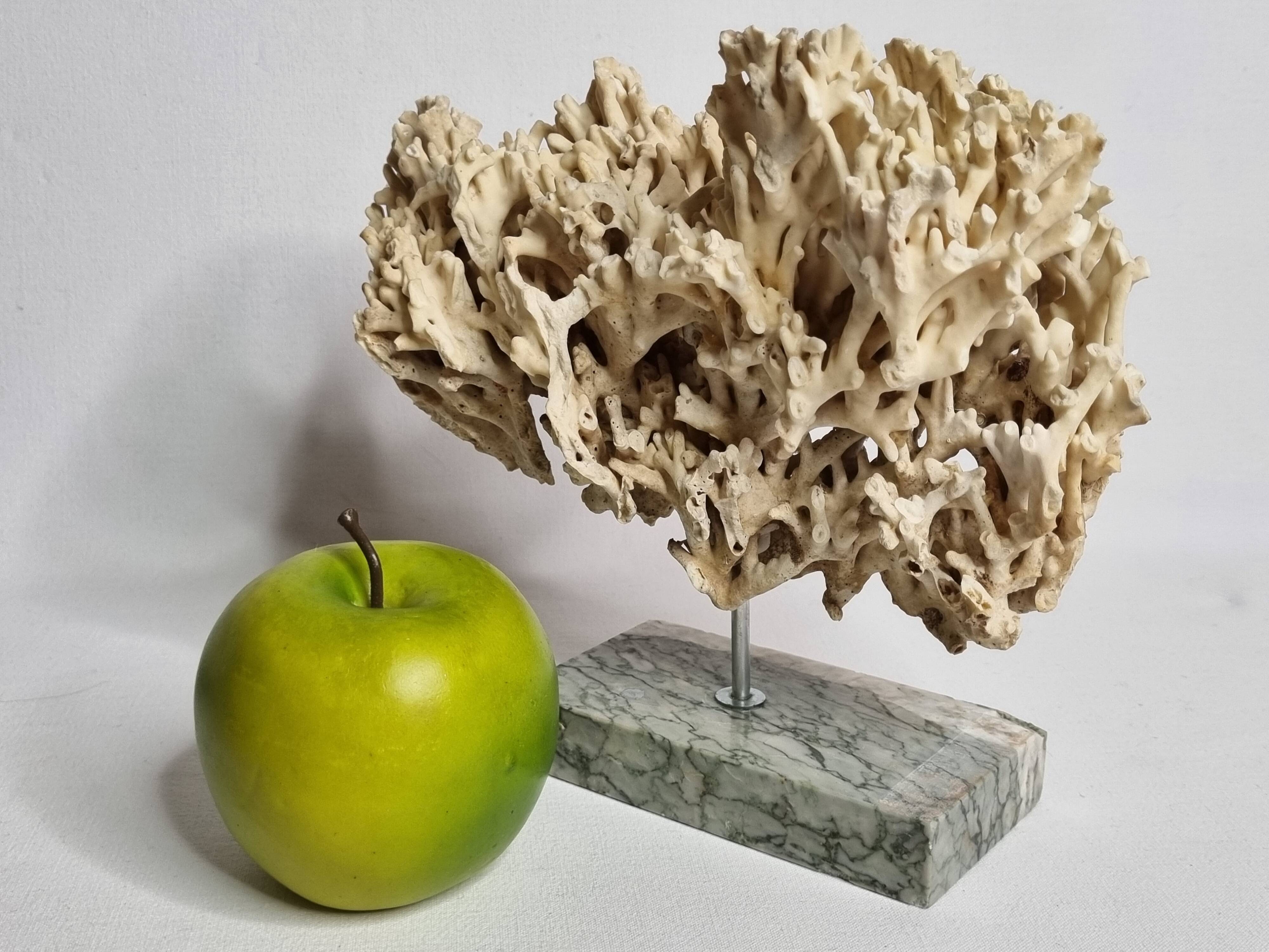 Antique White Coral on Grey Marble Base, 21 cm