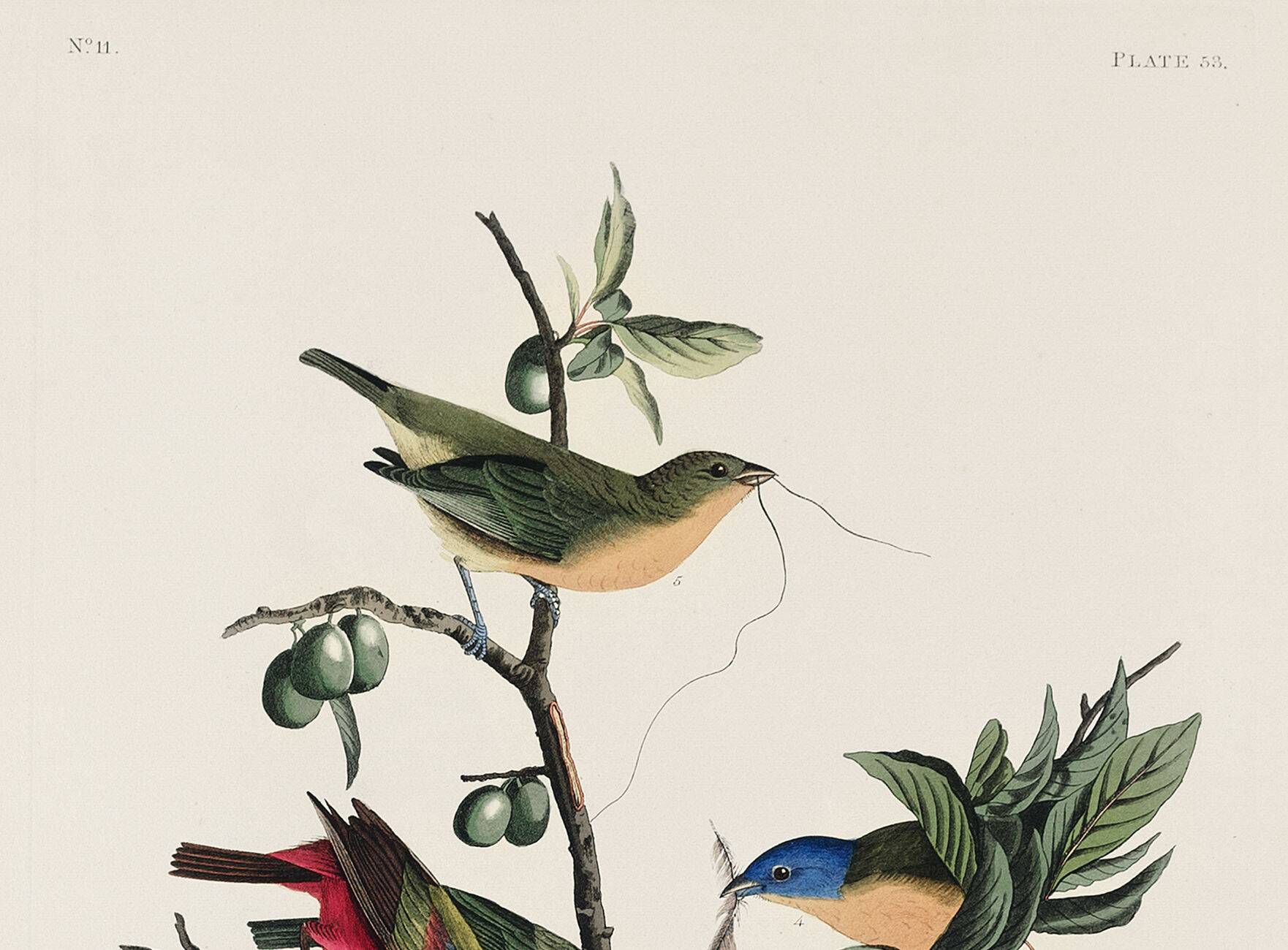 Poster about the Nonpareil Passerin, after an old engraving from 1827.