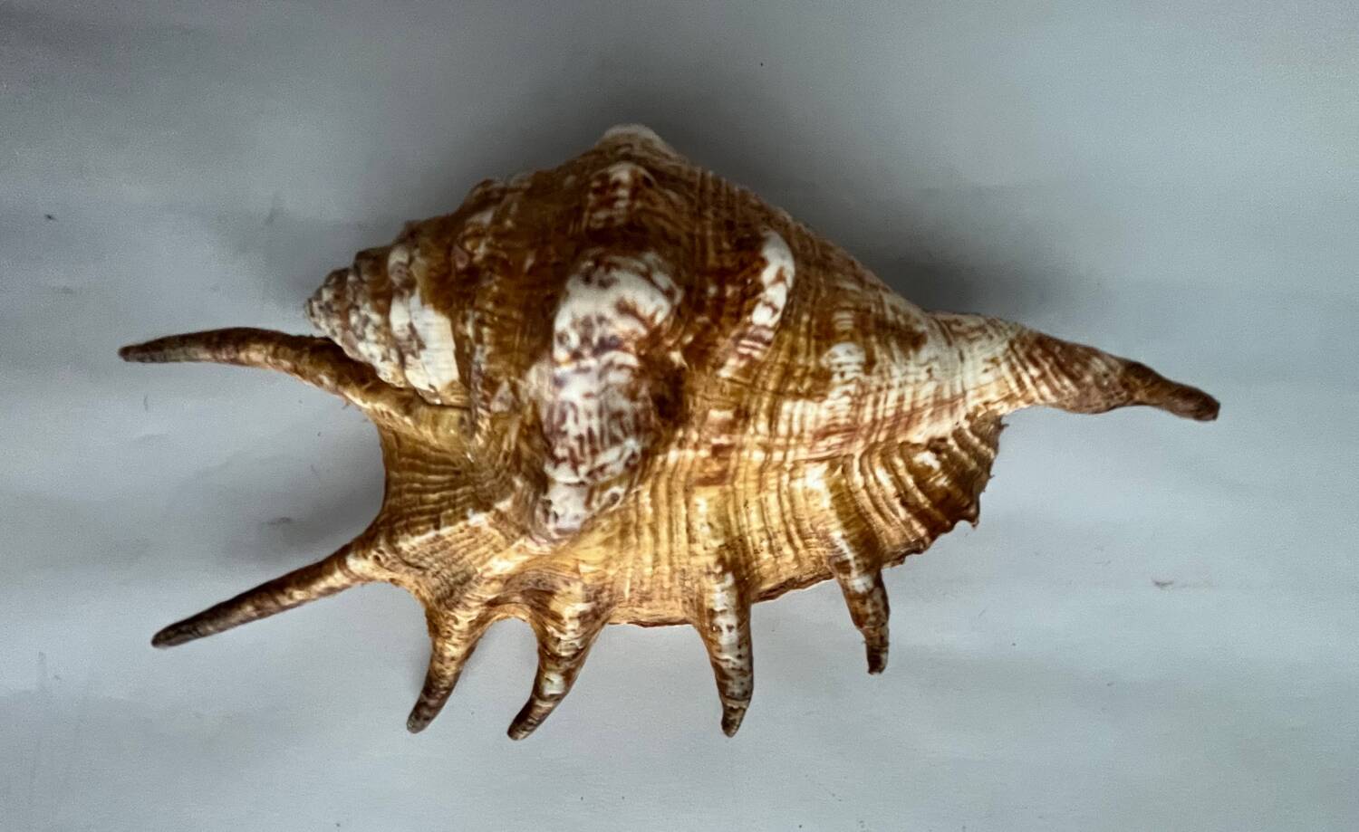 Shell paneling conch