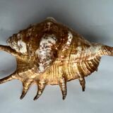 Shell paneling conch