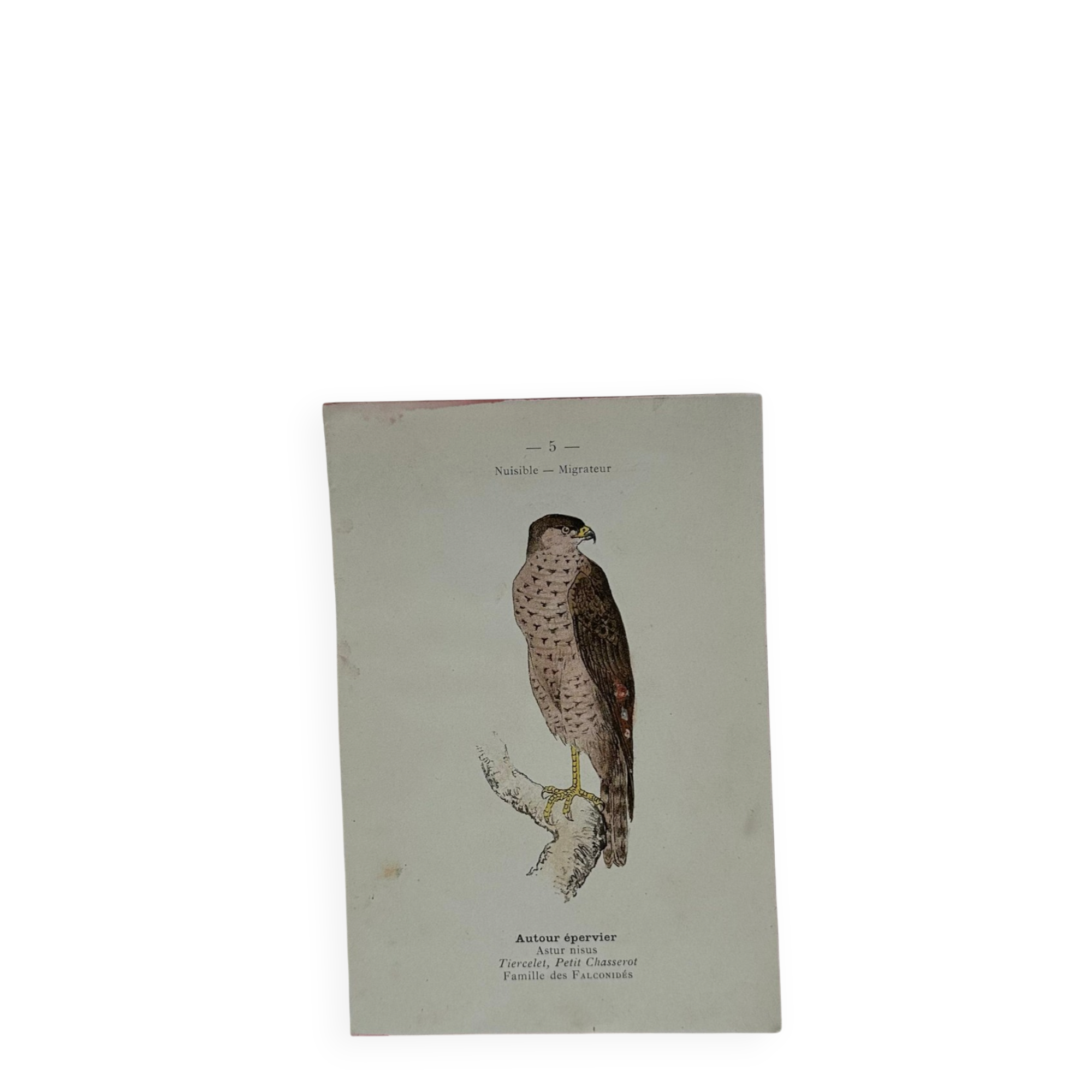 Planche Botanique Gravure oiseaux naturaliste  19eme recto verso  A