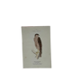 Planche Botanique Gravure oiseaux naturaliste  19eme recto verso  A