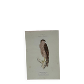 Planche Botanique Gravure oiseaux naturaliste  19eme recto verso  A