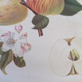 Botanical poster
