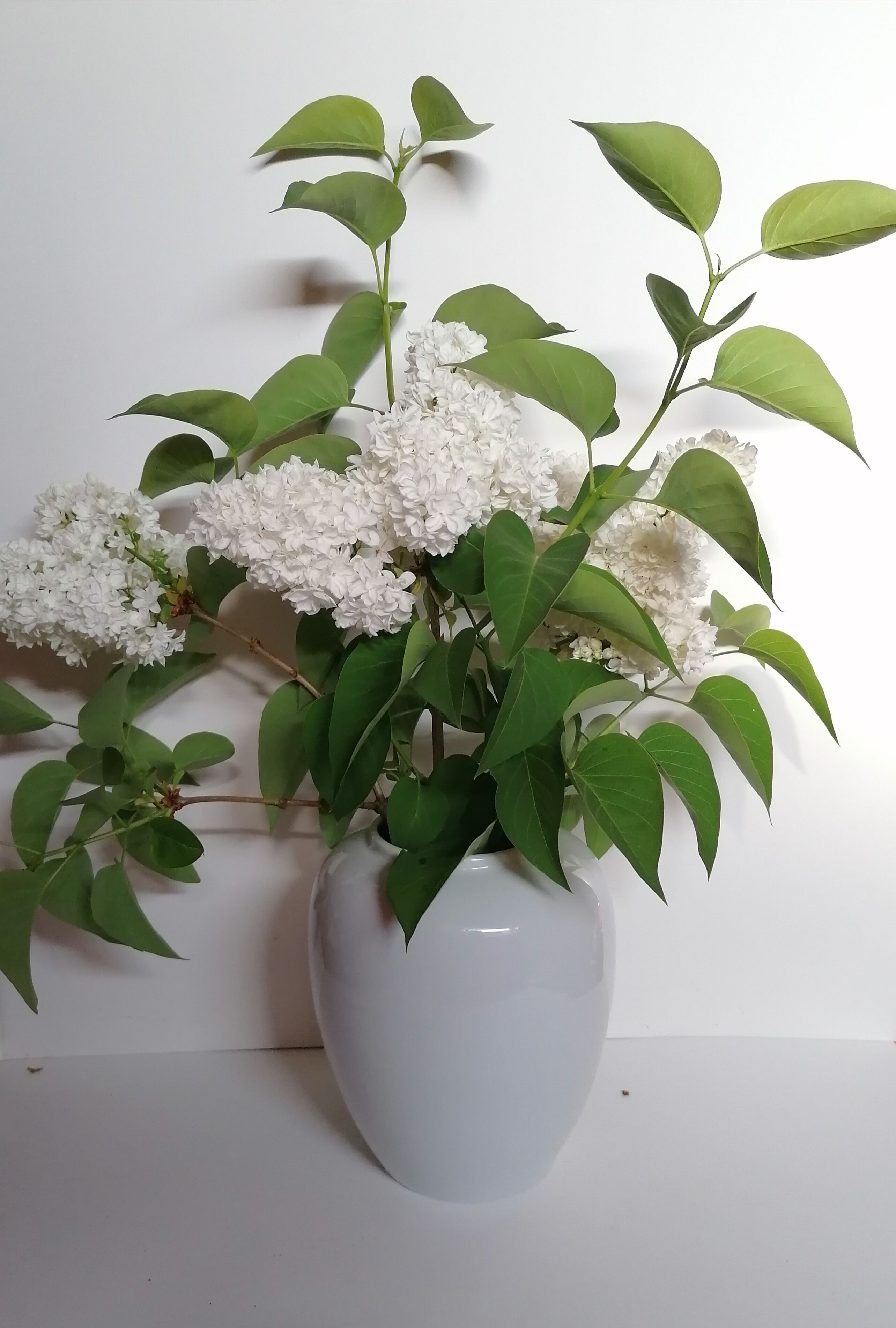 Vase porcelaine de Limoges