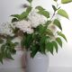 Vase porcelaine de Limoges