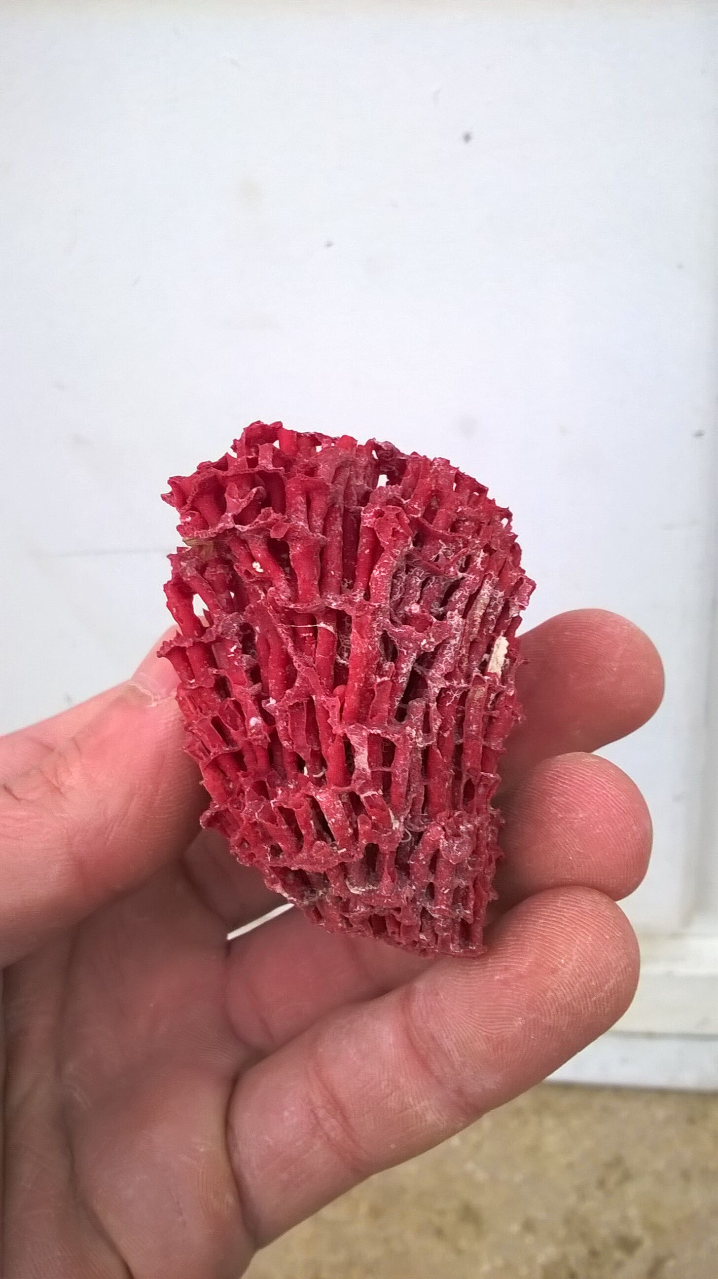 Vintage red coral duo