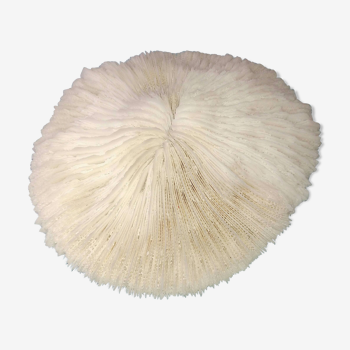 Former White mushroom coral