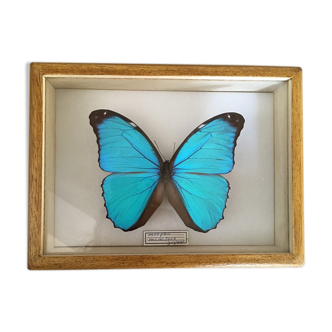 Butterfly morpho naturalized under frame