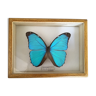 Butterfly morpho naturalized under frame