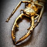 Bronze beetle