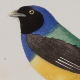 Lithography engraving vintage birds - Buffon 1850