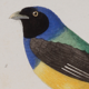 Lithographie gravure oiseaux vintage Buffon 1850