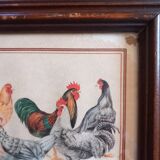 Coqs et poules