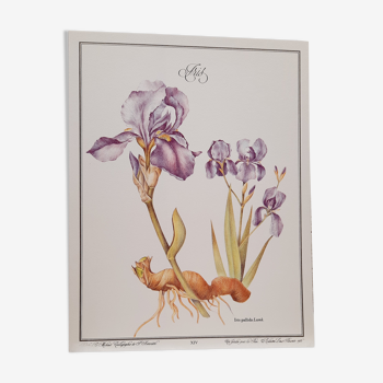 Botanical plate Iris