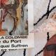 Exhibition poster Dali 1979