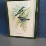 Botanical bird engraving