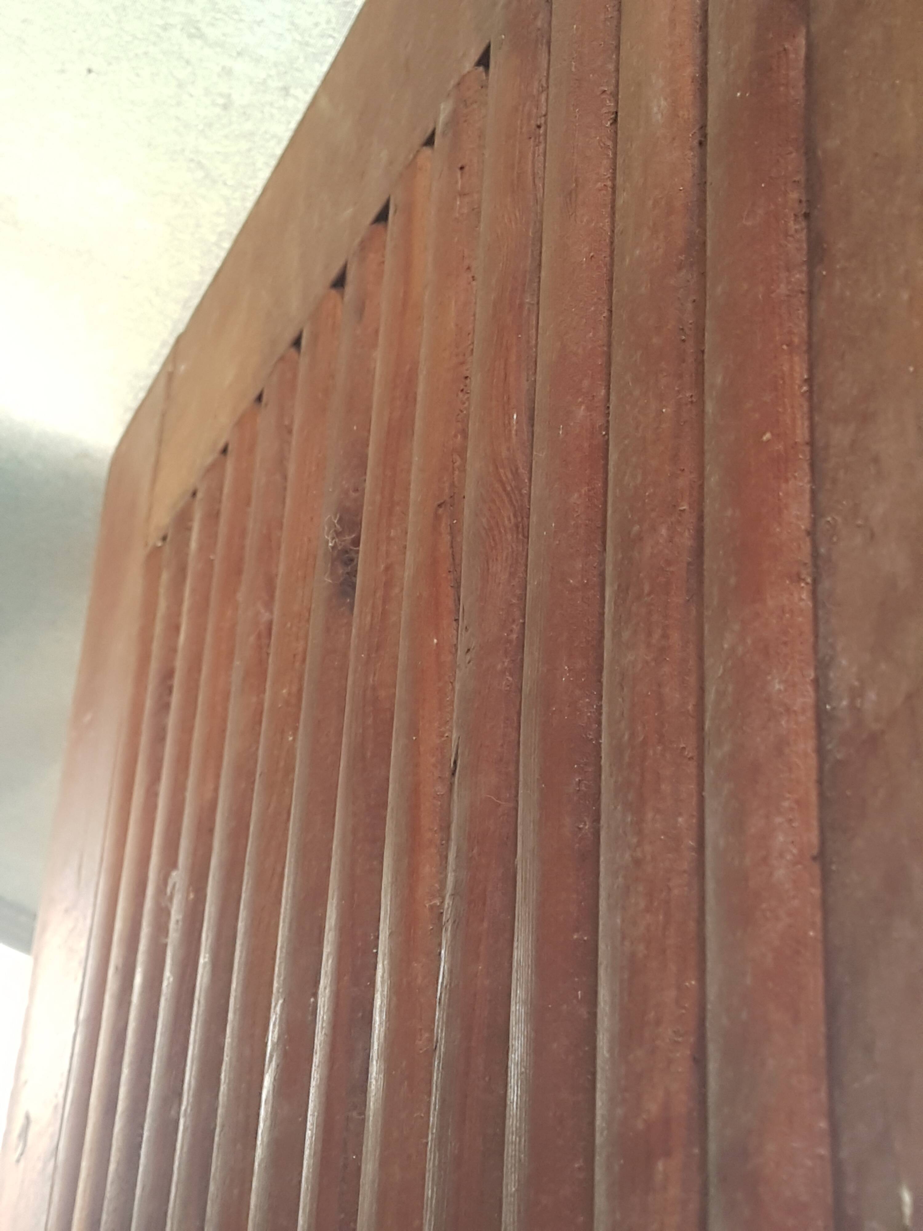 Two-pronged pitch pine bear