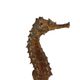 Seahorse taxidermy skeleton dehydrated hippocampus rare collector's item