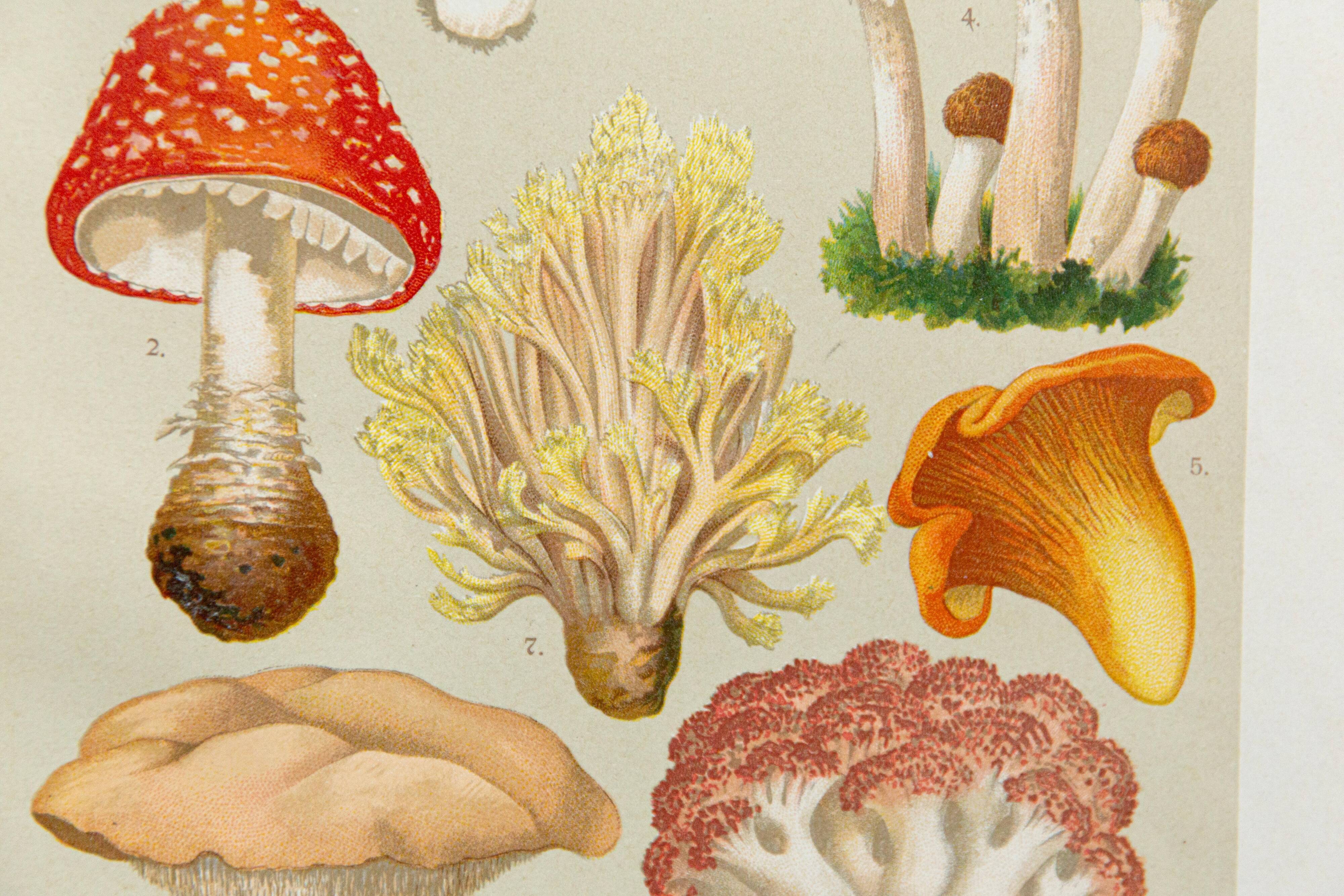 Vintage Botanical Illustration of Mushrooms, by E. Hochdanz, Stuttgart, Germany