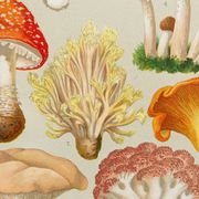 Vintage Botanical Illustration of Mushrooms, by E. Hochdanz, Stuttgart, Germany