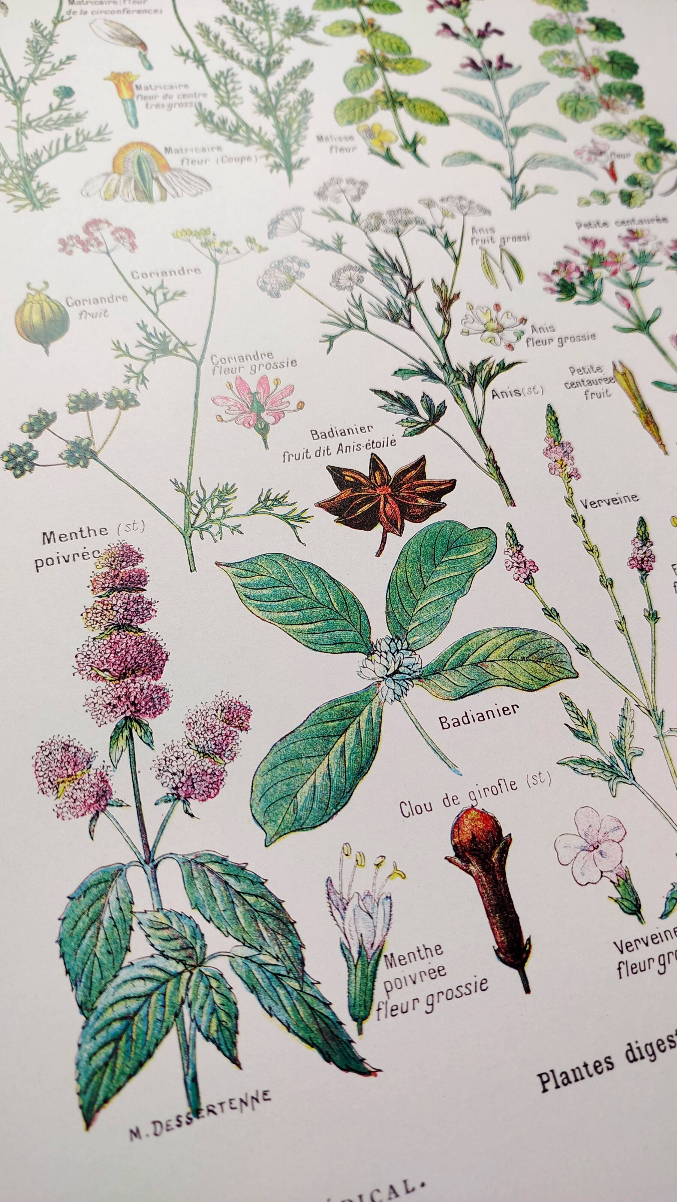 Poster on digestive plants, based on a 1928 lithograph