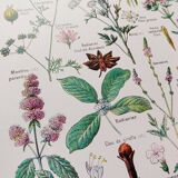 Poster on digestive plants, based on a 1928 lithograph
