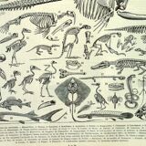 Antique engraving 1897 A. Millot - Animal skeletons, anatomy