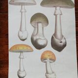 Set of 2 botanical posters - mushrooms