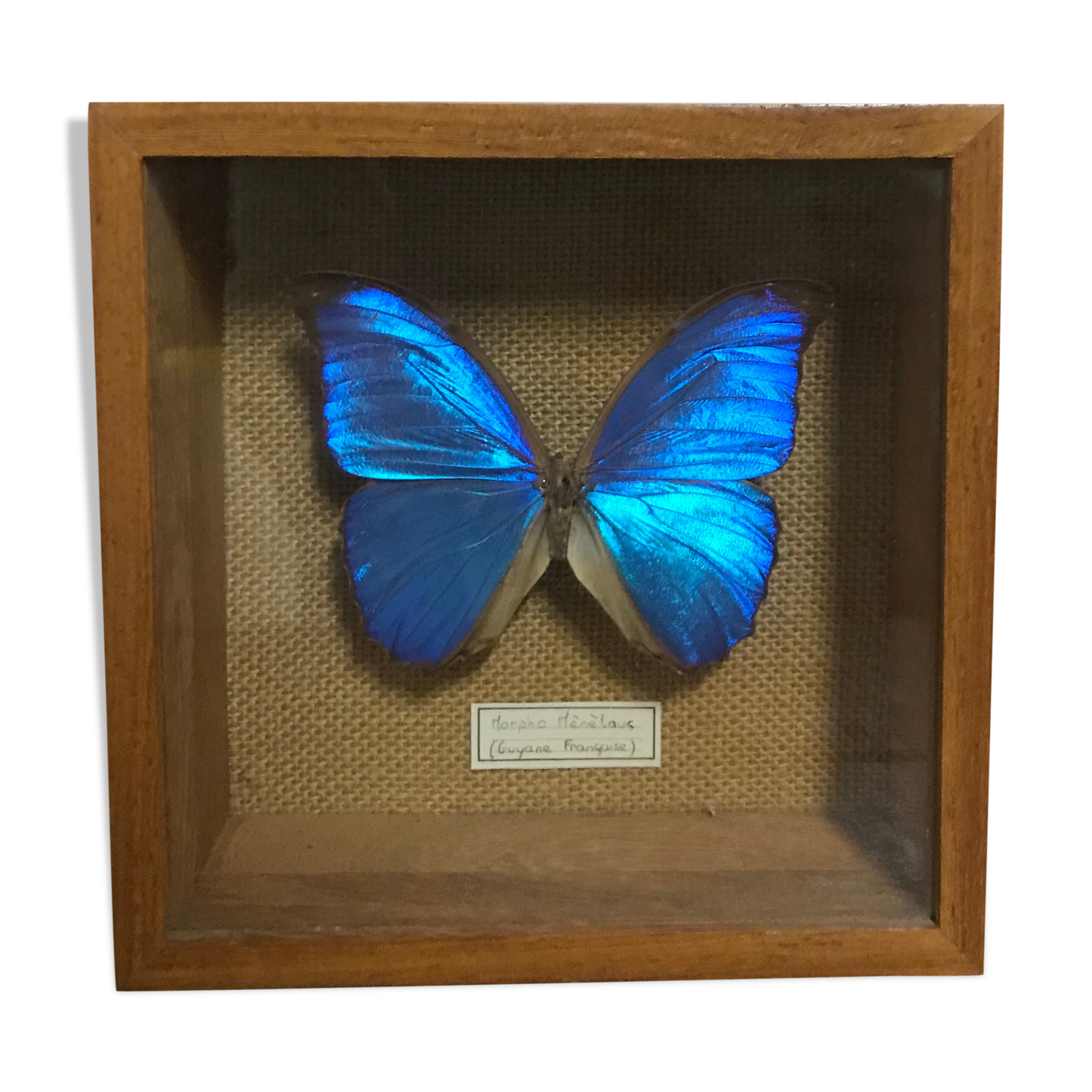 Naturalized butterfly