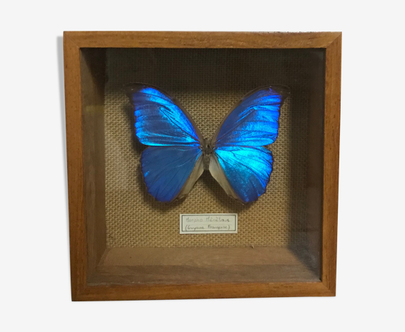 Papillon naturalisé