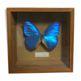 Naturalized butterfly