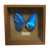 Naturalized butterfly